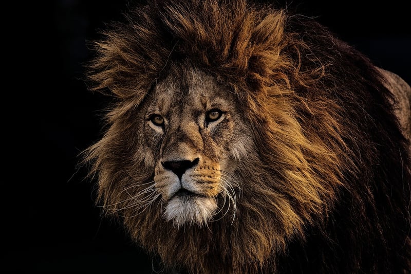 Lion in the wild