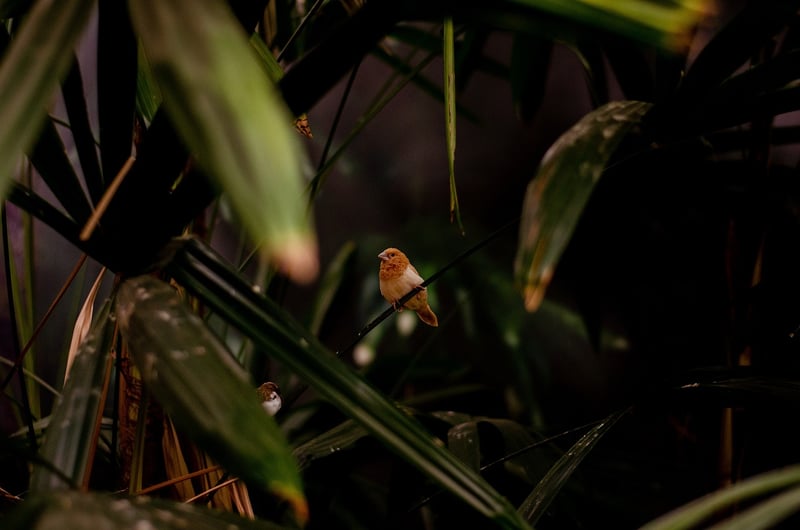 Nature